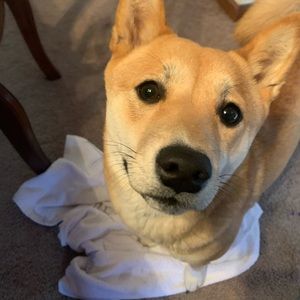 Meet your Posher, Gina